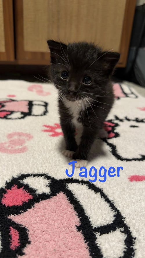 JAGGER