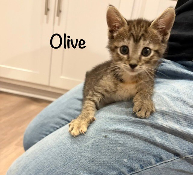 Olive Image