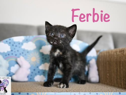 FERBIE