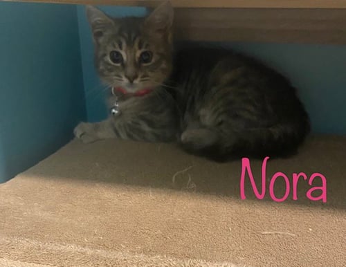 NORA - Domestic Short Hair available for adoption