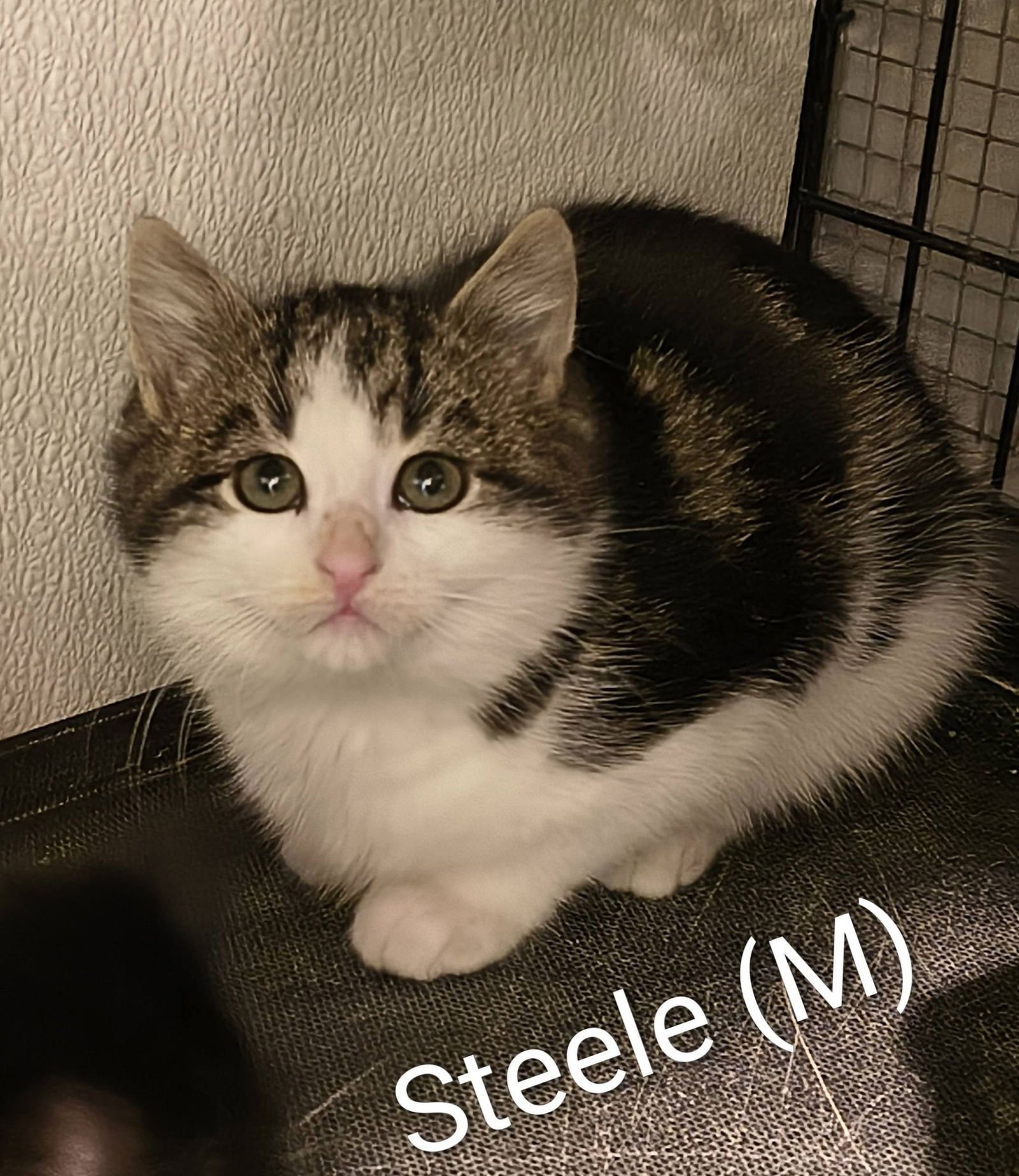 STEELE - Domestic Short Hair available for adoption