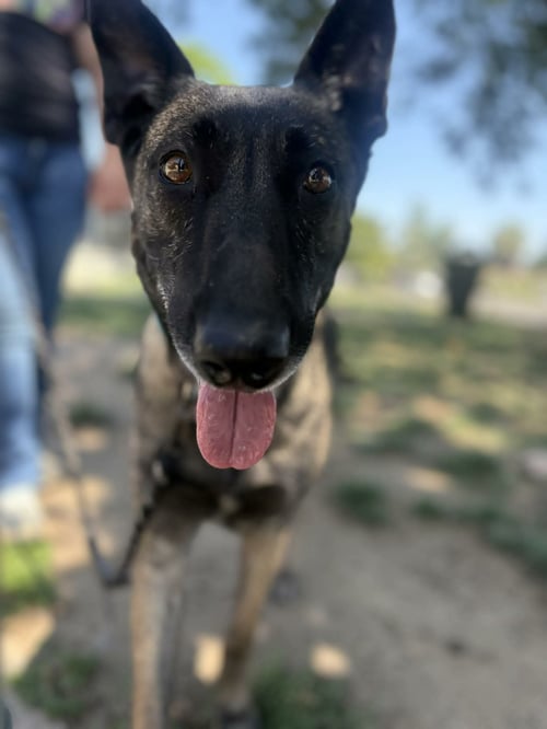 MISTY - Belgian Shepherd Malinois available for adoption