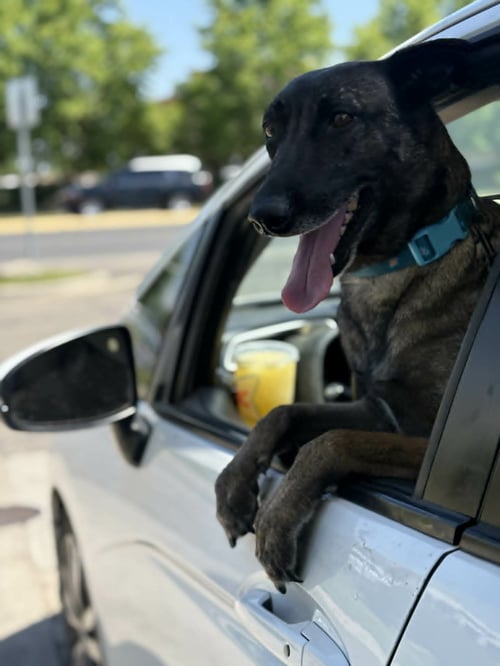 MISTY - Belgian Shepherd Malinois available for adoption