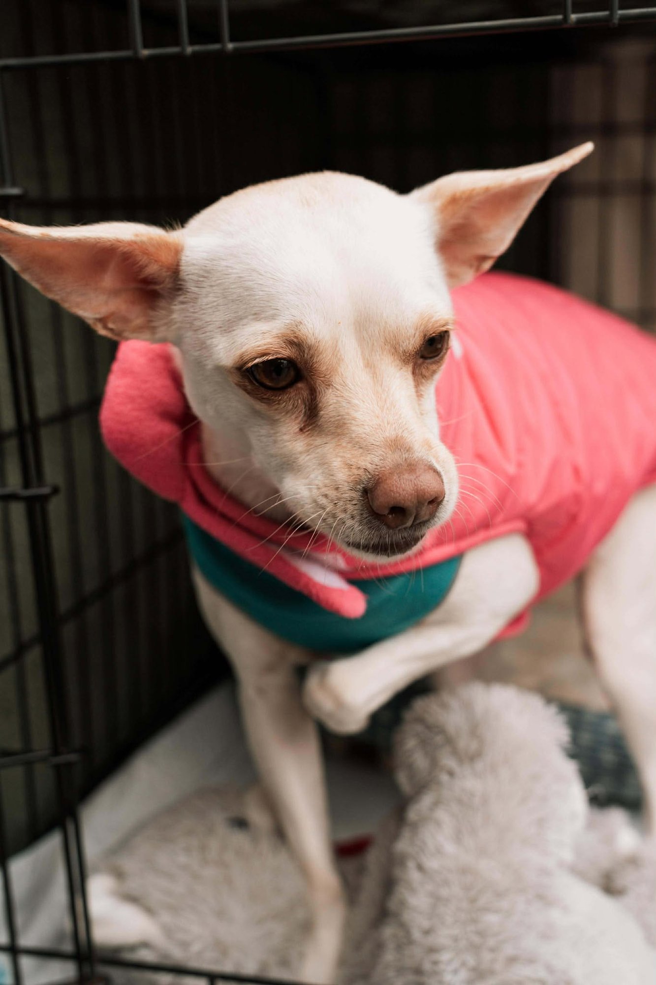 JUNE - Chihuahua available for adoption