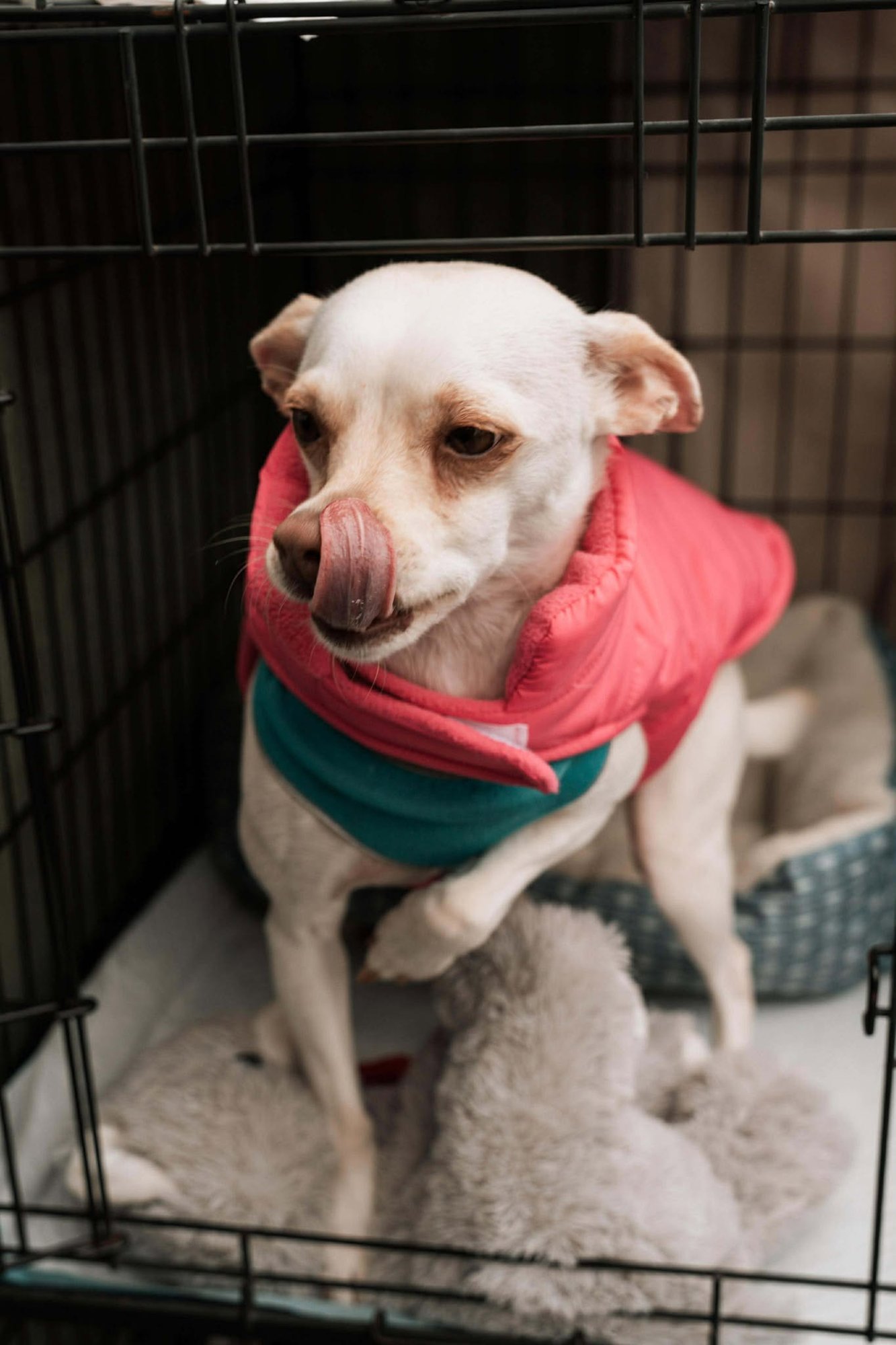 JUNE - Chihuahua available for adoption