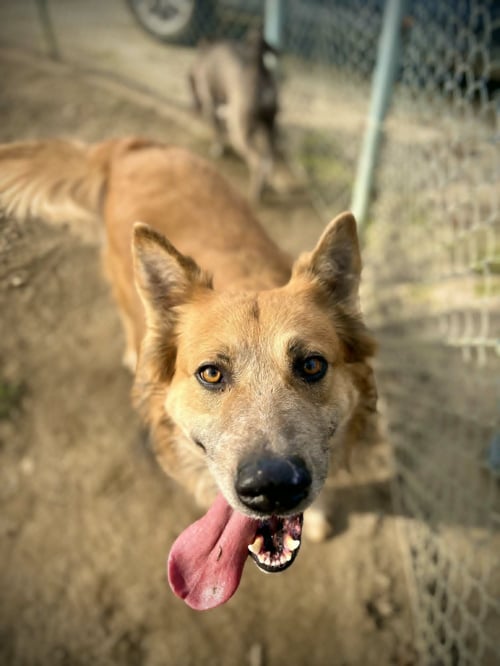 PB - Shepherd / Collie available for adoption