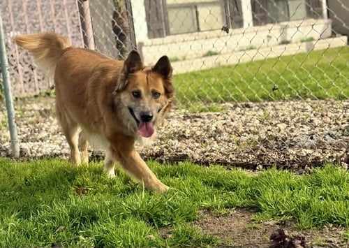 PB - Shepherd / Collie available for adoption
