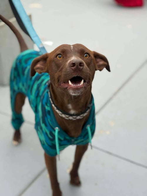 BEAR - Chocolate Labrador Retriever / Pit Bull Terrier available for adoption