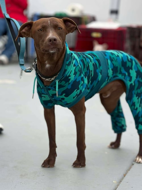 BEAR - Chocolate Labrador Retriever / Pit Bull Terrier available for adoption