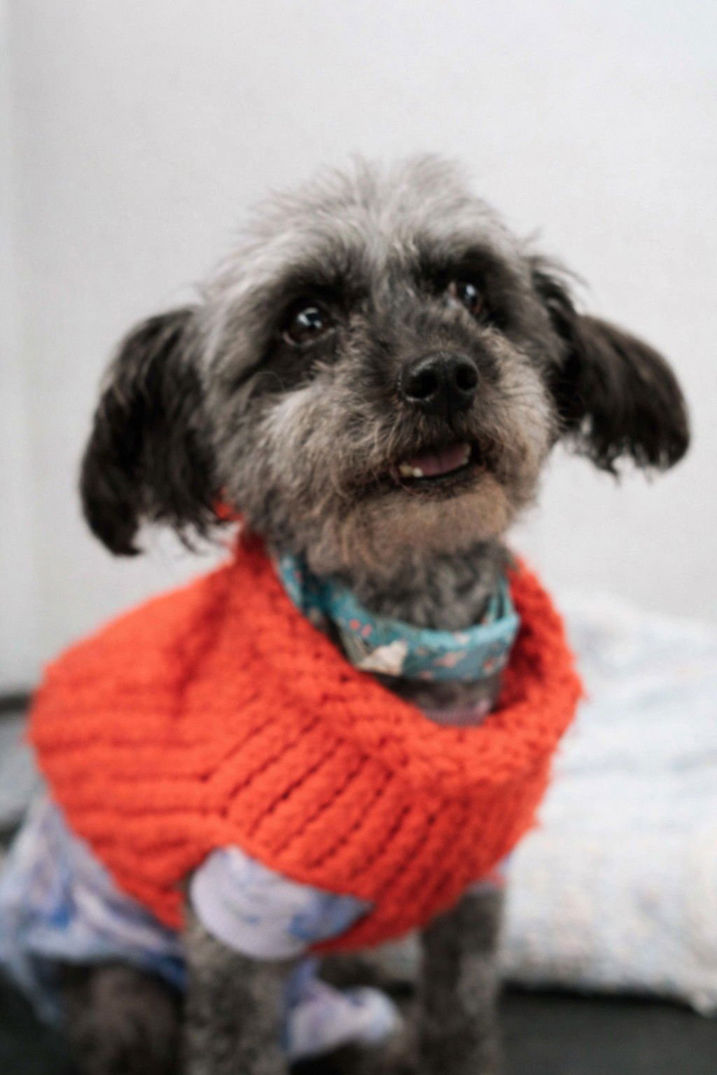 KC - Poodle (Standard) for adoption in Visalia