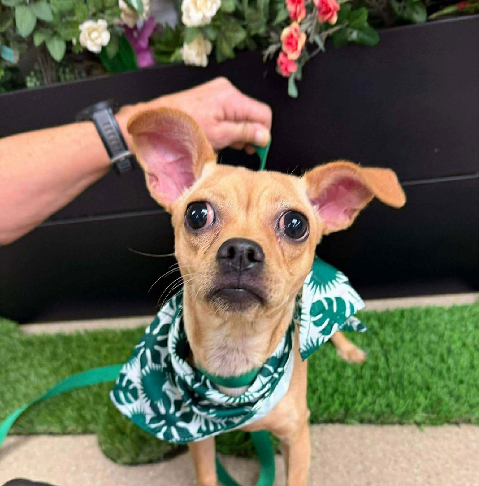 STAR - Chihuahua / Pug available for adoption