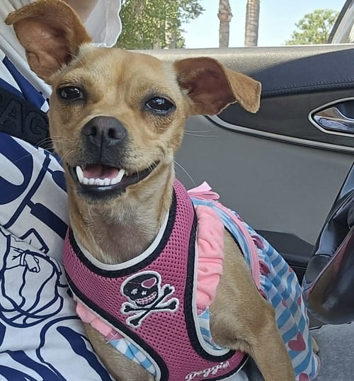 STAR - Chihuahua / Pug available for adoption