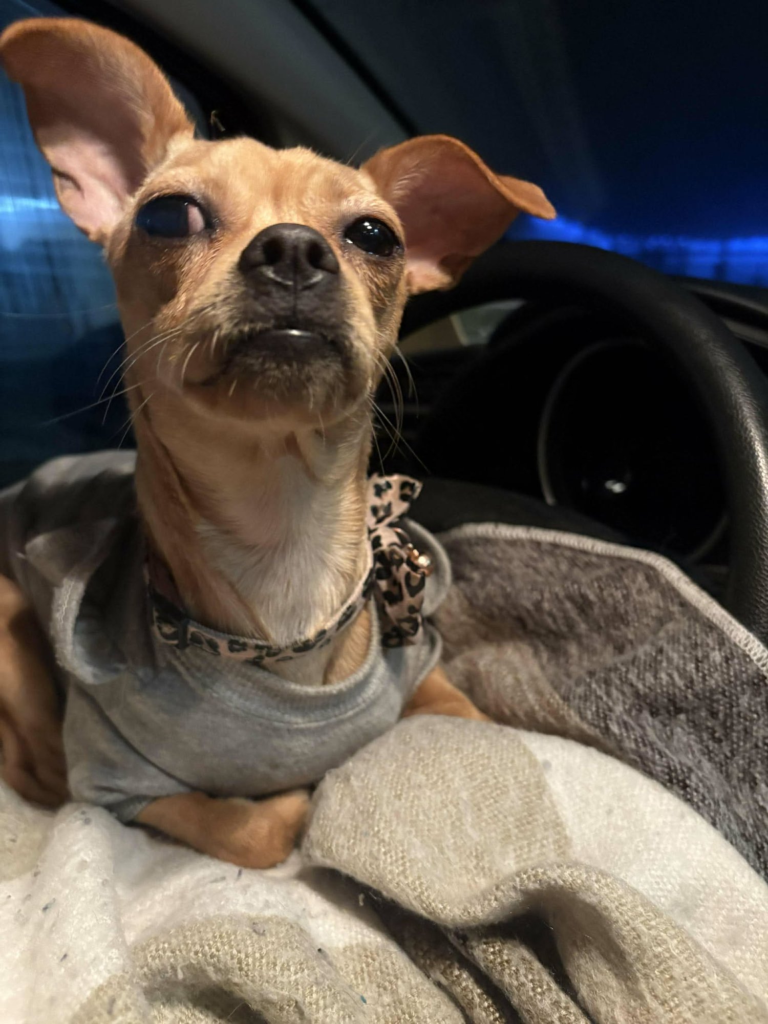 STAR - Chihuahua / Pug available for adoption