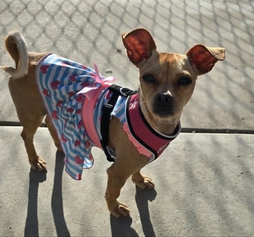 STAR - Chihuahua / Pug available for adoption