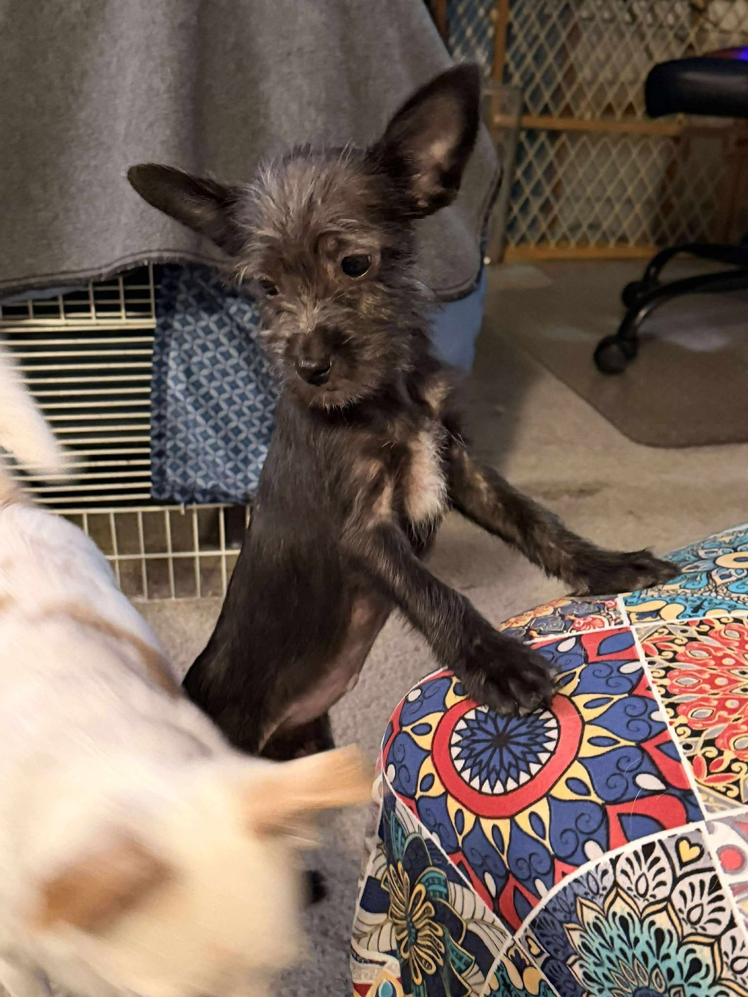 SUNNY - Chihuahua / Terrier available for adoption