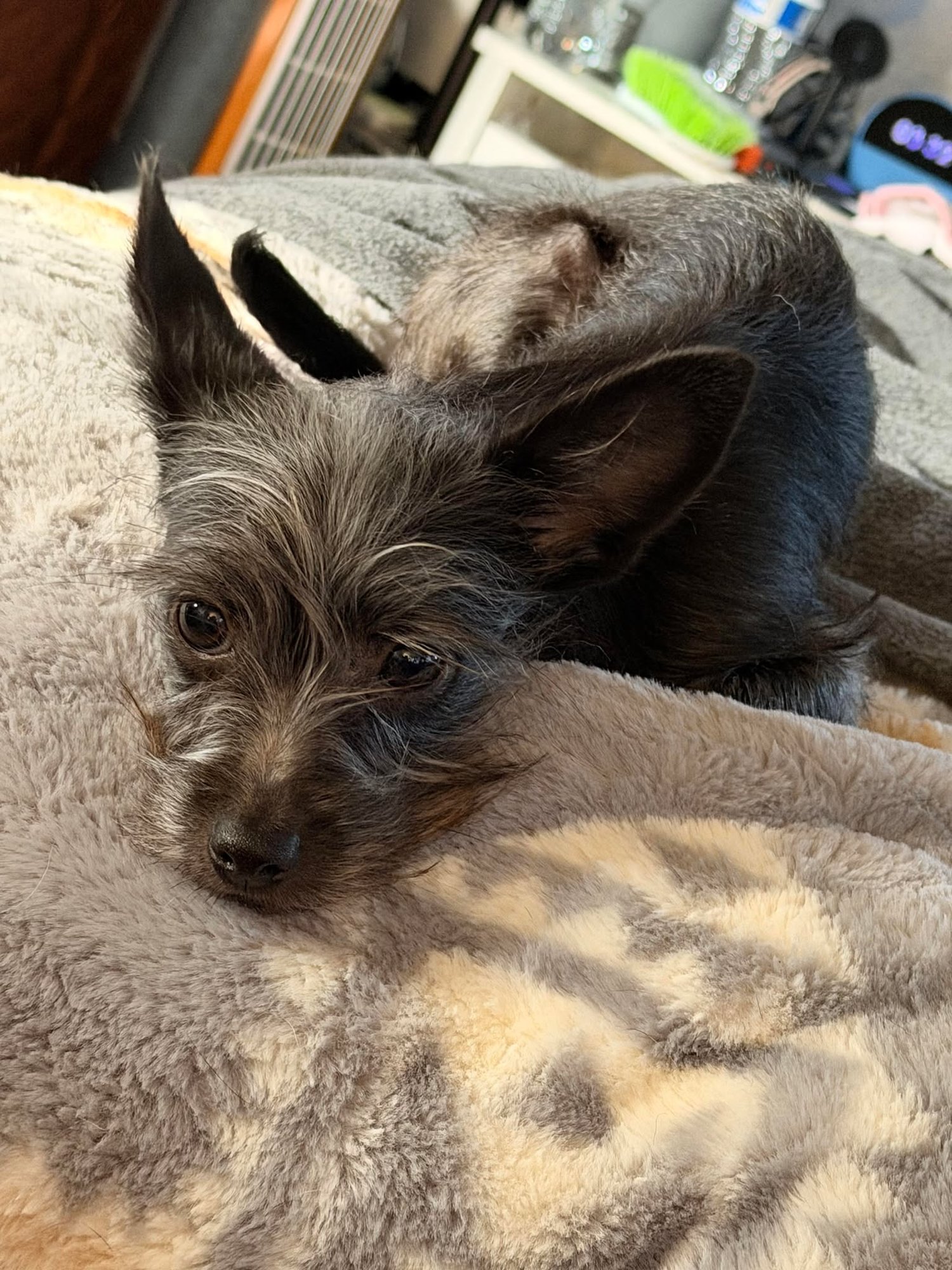 SUNNY - Chihuahua / Terrier available for adoption