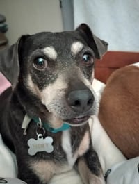 Huey - Photo 2