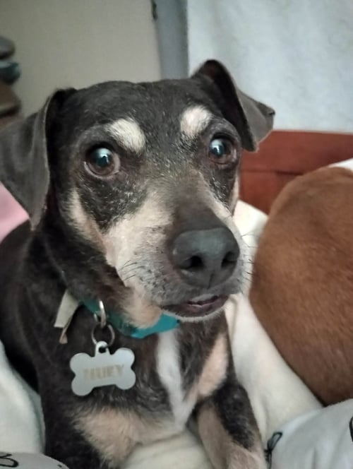 HUEY - Chihuahua available for adoption