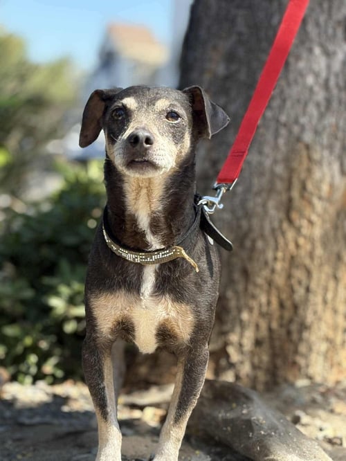 HUEY - Chihuahua available for adoption