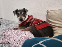 Huey - Photo 3