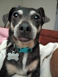 Huey - Photo 4