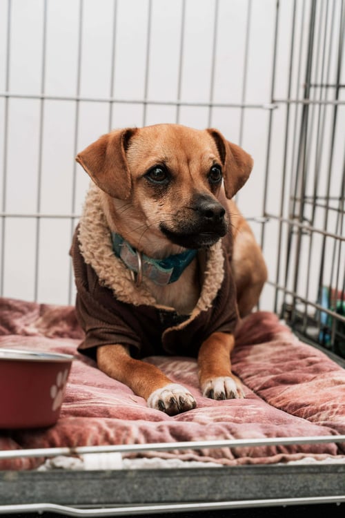 CODY - Chihuahua available for adoption