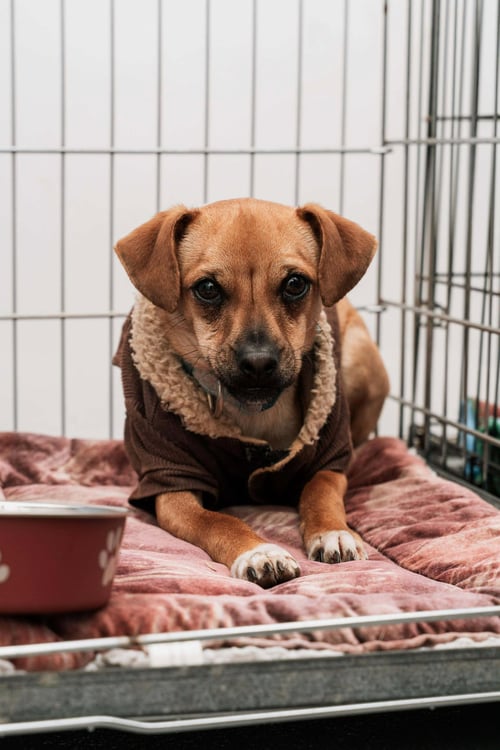 CODY - Chihuahua available for adoption