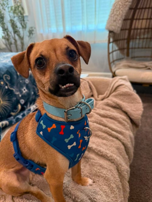 CODY - Chihuahua available for adoption