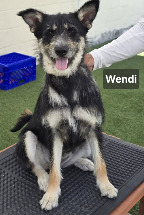 WENDY - German Shepherd Dog / Poodle (Standard) available for adoption
