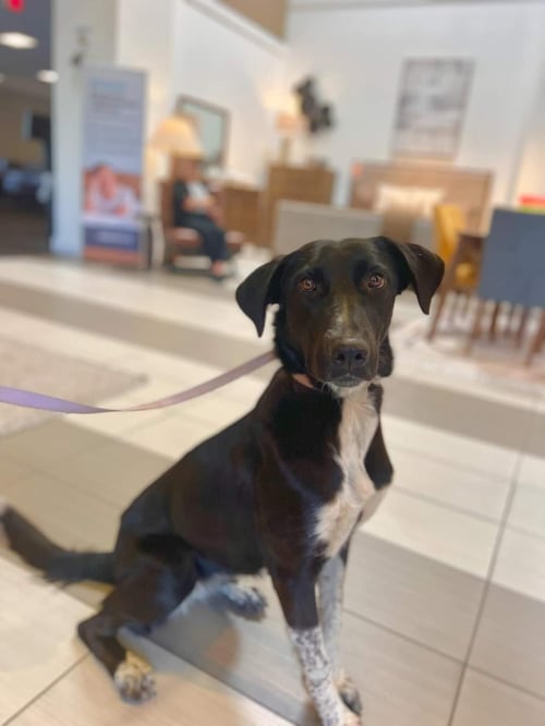 KASSIDY - Border Collie / Labrador Retriever available for adoption