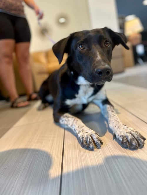 KASSIDY - Border Collie / Labrador Retriever available for adoption