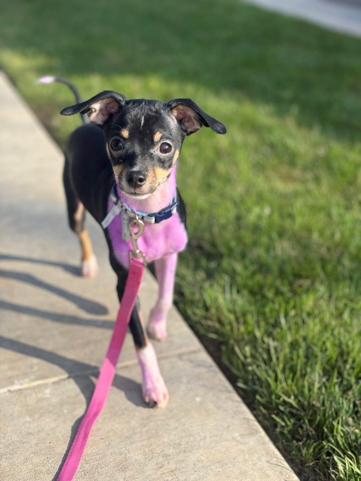 BINDI - Chihuahua available for adoption