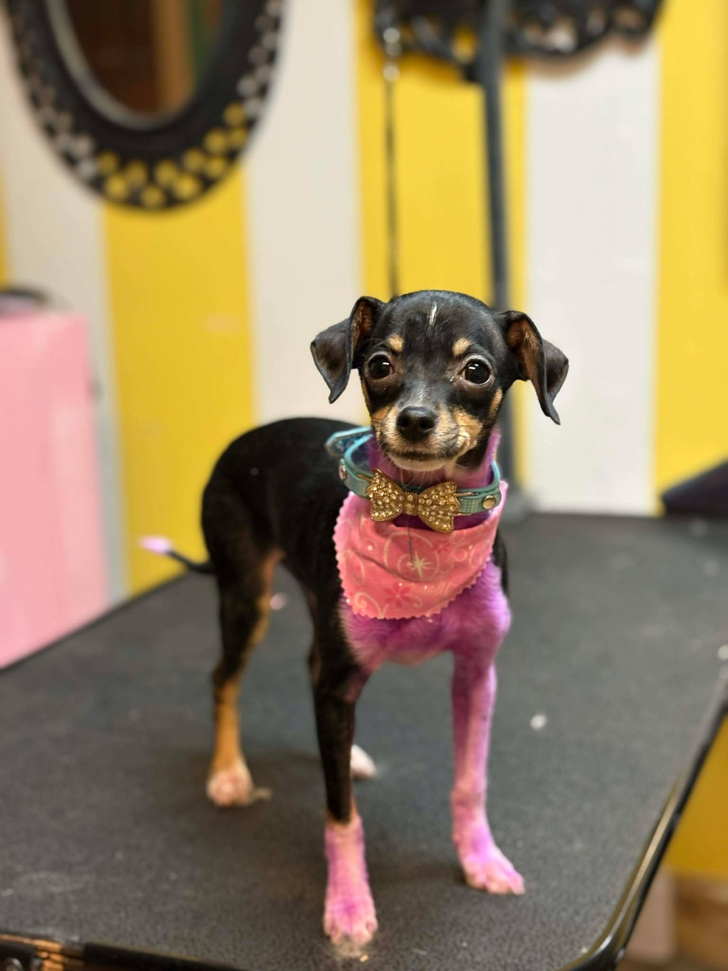 BINDI - Chihuahua available for adoption