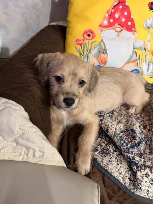 GEORGETTE - Chihuahua / Poodle (Standard) available for adoption