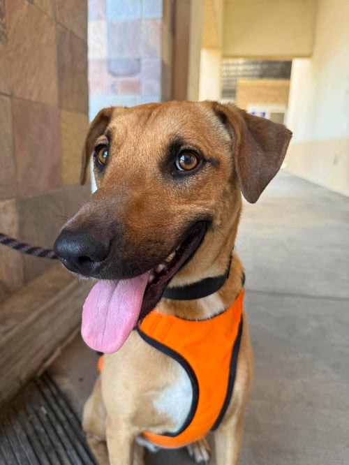 MOOSE - Shepherd / Corgi available for adoption