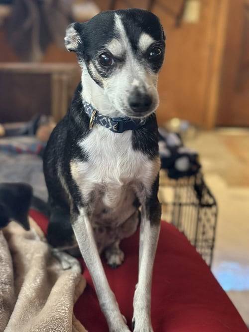 ODIE - Chihuahua / Rat Terrier available for adoption