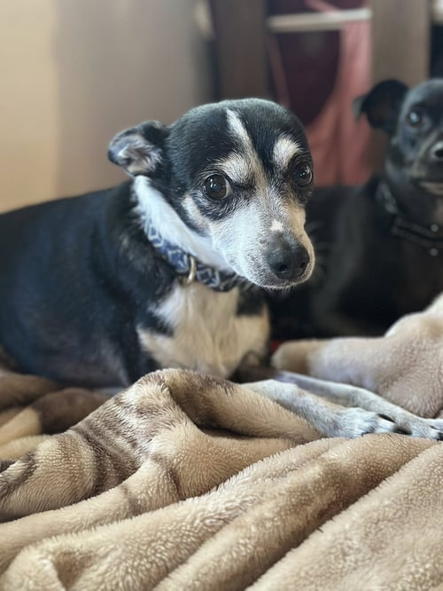 ODIE - Chihuahua / Rat Terrier available for adoption