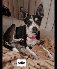 Odie - Photo 3