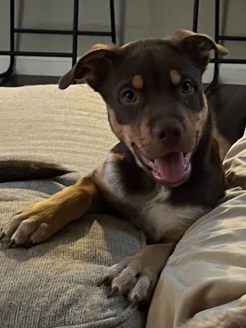 MAKO - Australian Kelpie available for adoption