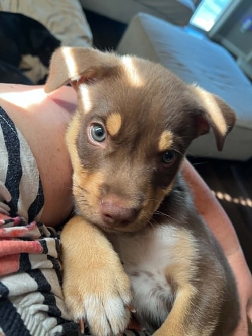 MAKO - Australian Kelpie available for adoption
