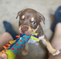 Mako - Photo 3