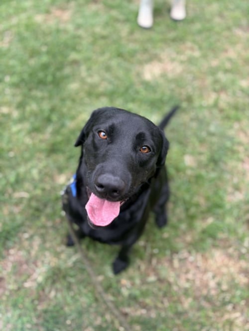 CHANCE - Black Labrador Retriever available for adoption