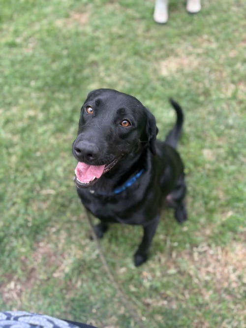 CHANCE - Black Labrador Retriever available for adoption