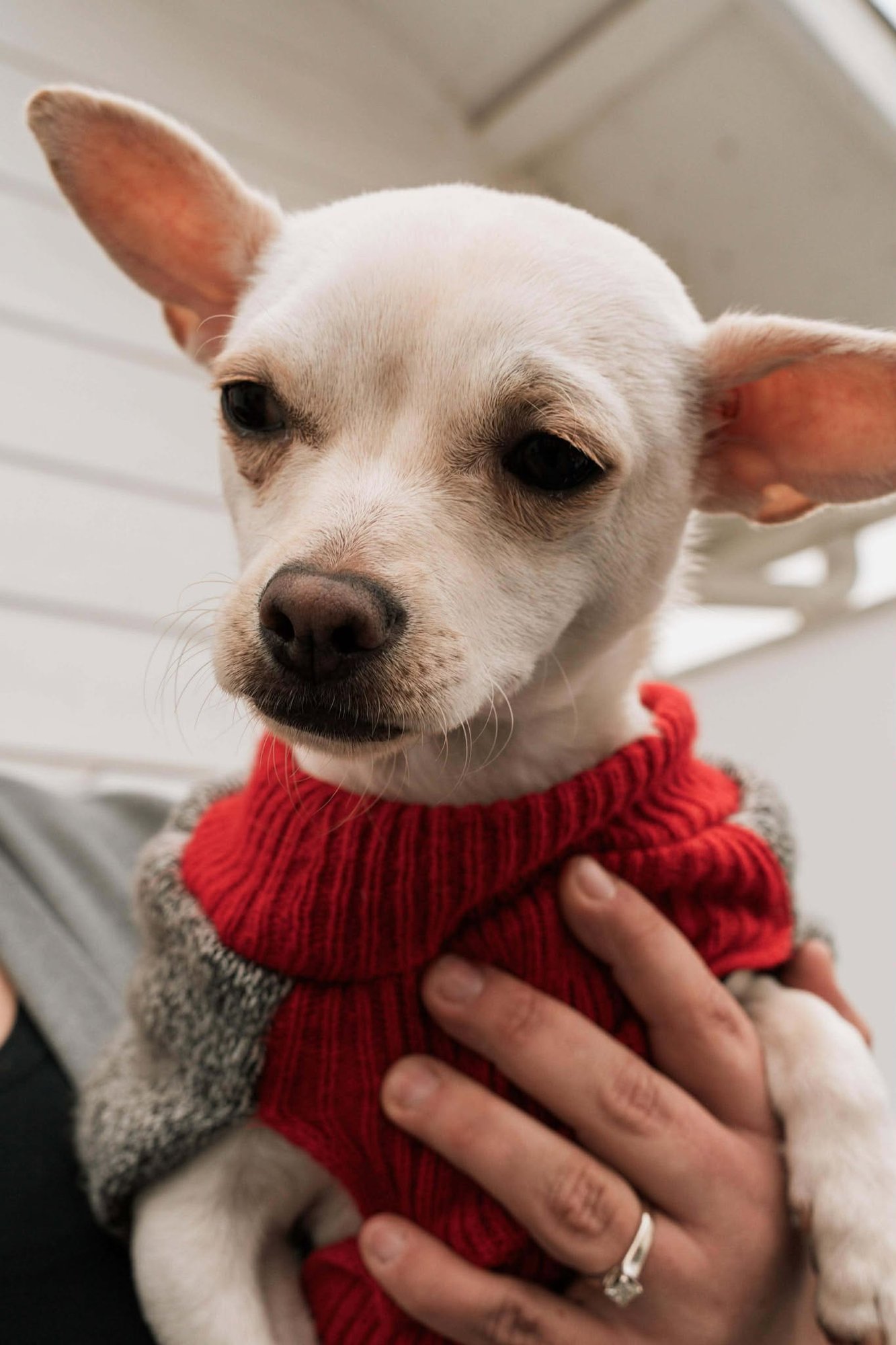 BENNY - Chihuahua available for adoption