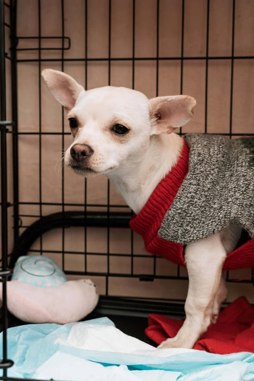 BENNY - Chihuahua available for adoption