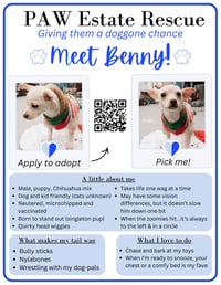 Benny - Photo 6