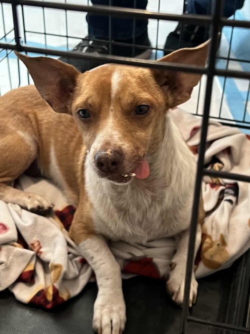 KANE - Chihuahua available for adoption
