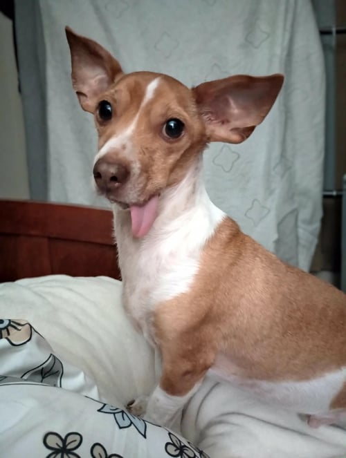 KANE - Chihuahua available for adoption
