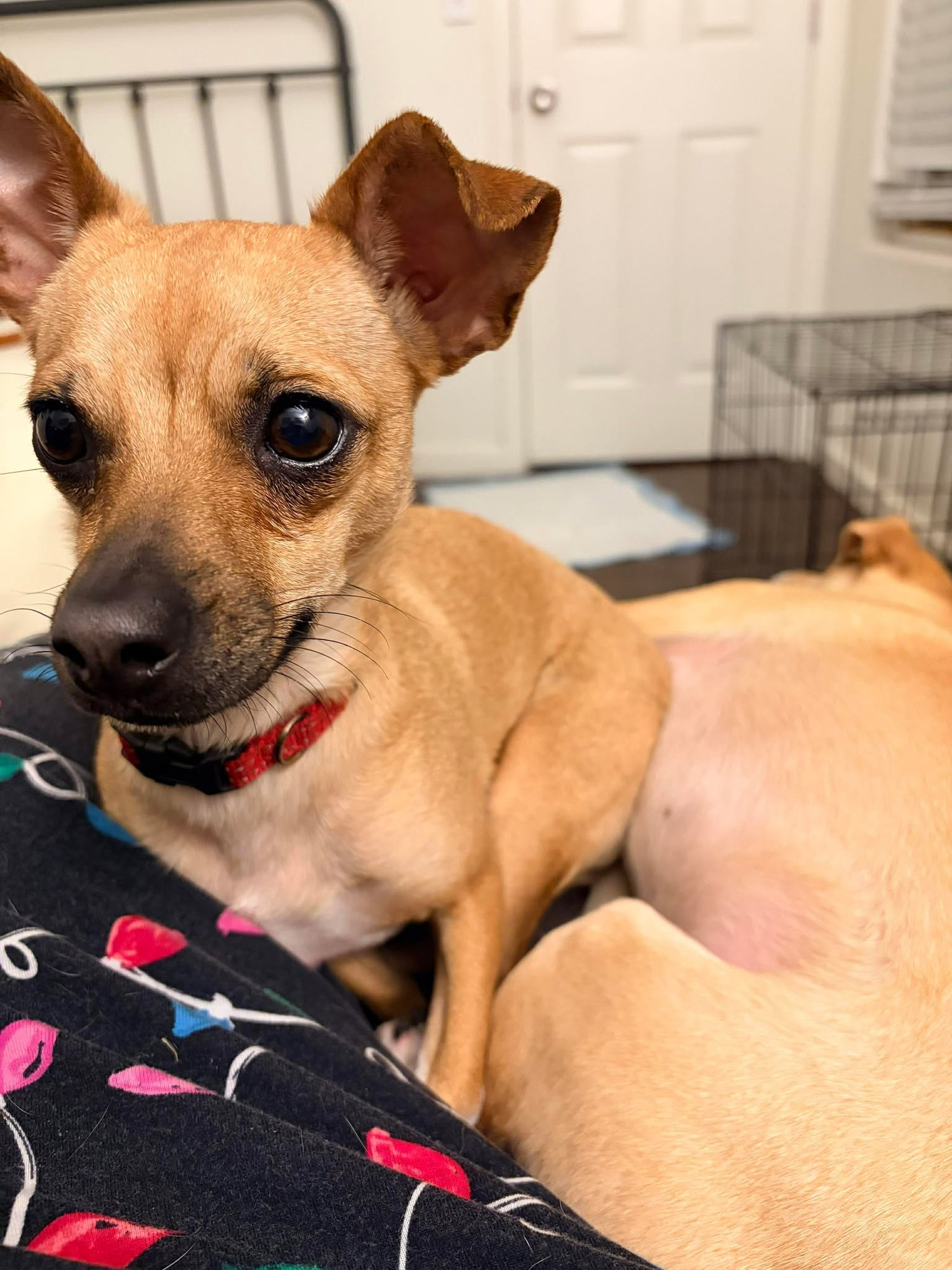 LOLA - Chihuahua available for adoption