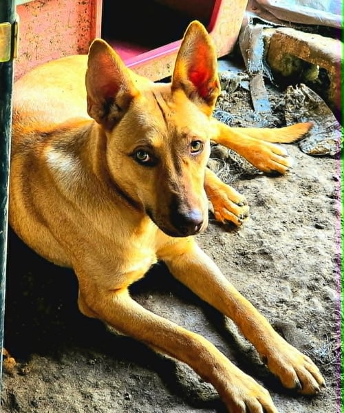 NACHITO - Carolina Dog available for adoption